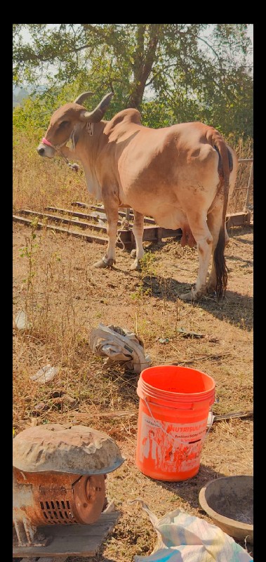 દેશી ગાય વેચવાન...