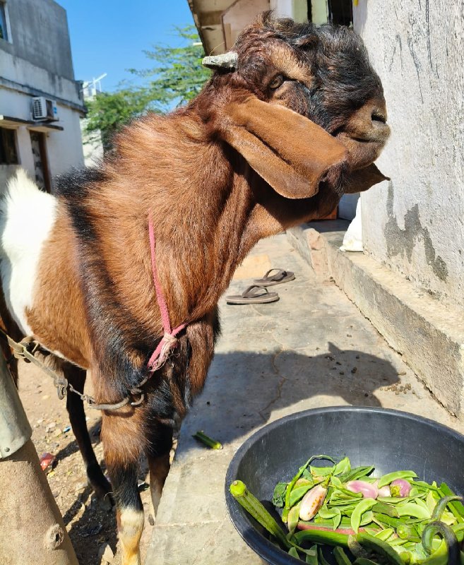 બકરો દેવાનો છે