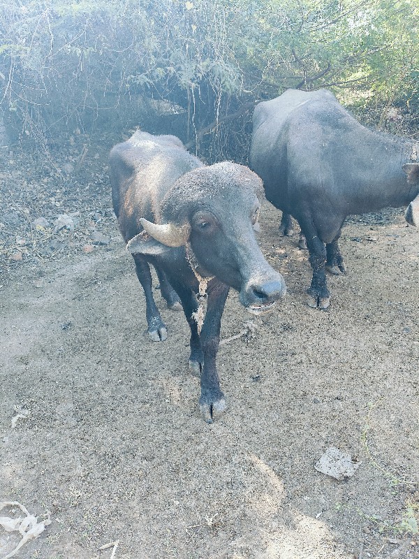 જાફરાબાદી પાડો