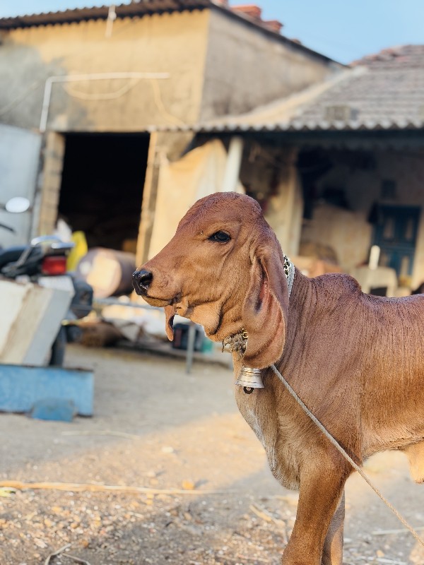 ગાય વેચવાની છે