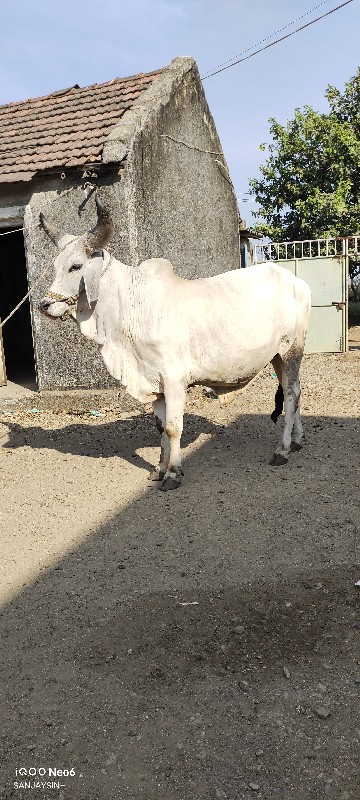 ગોઢલો વેચવાનો છ...