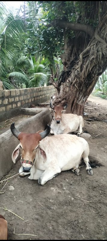 બળદ વેચવાના છે