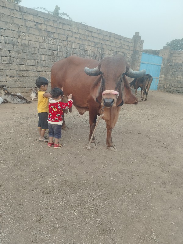 ગીર ગાય વેચવાની...