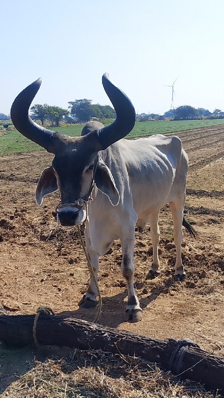 બળદ વેચવાના છે