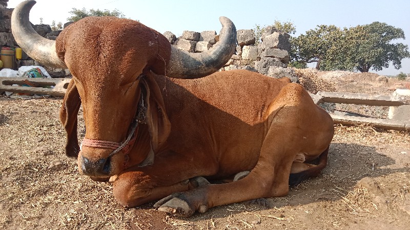 ગોઢલા વેચવા ના...