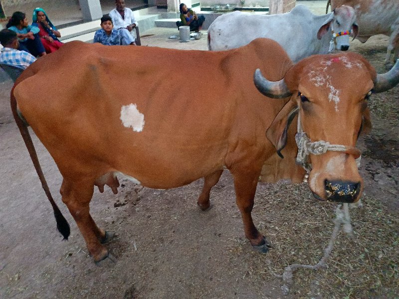 ગાય વેચવાની છે