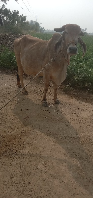 ગીર ગાય વેચવાની...