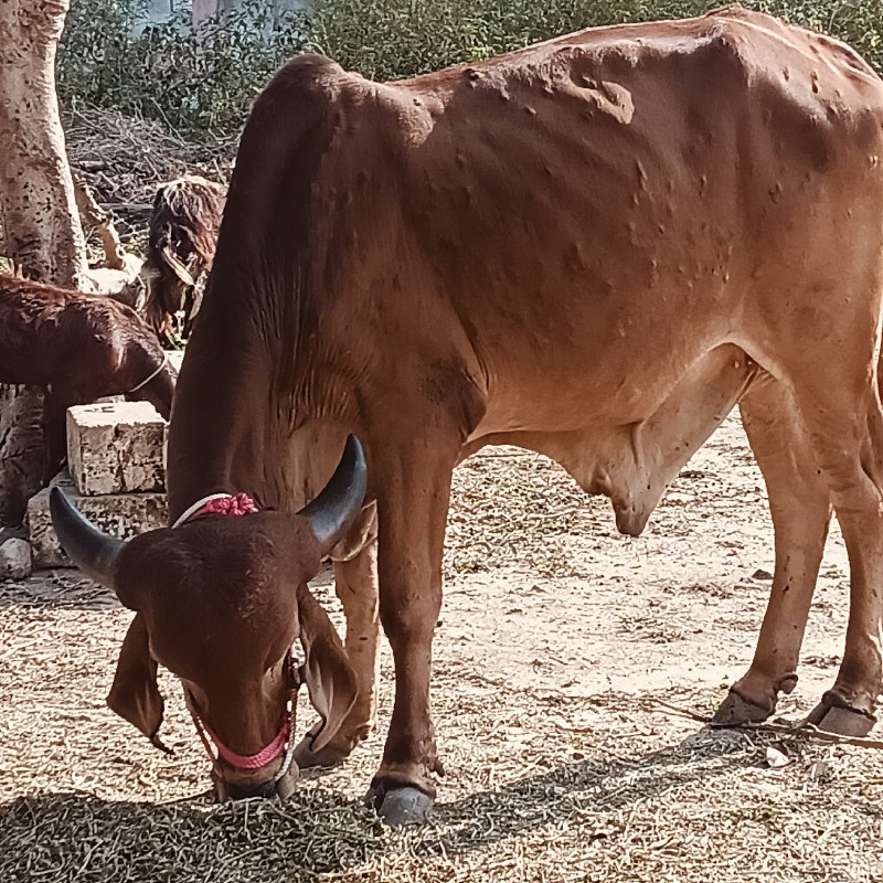 ગોધલો વેચવા નો...