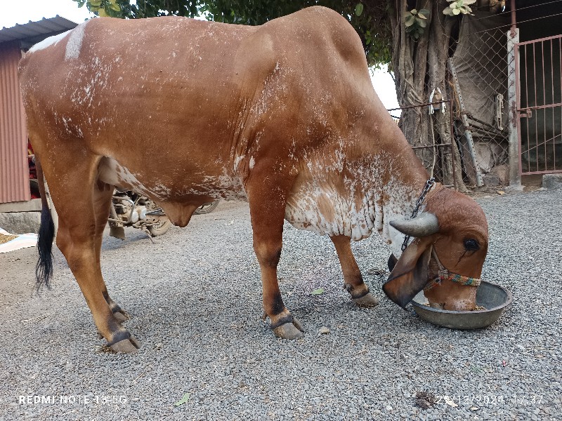 ગીર ગાય