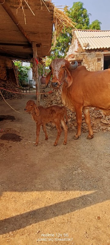 ગાય વેચવાની છે