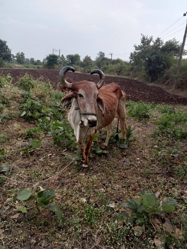 ડાબી બાજુ હાલતો...