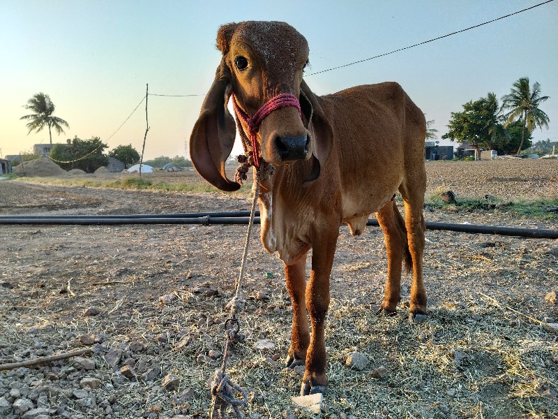 વાછડી વેચવાની છ...