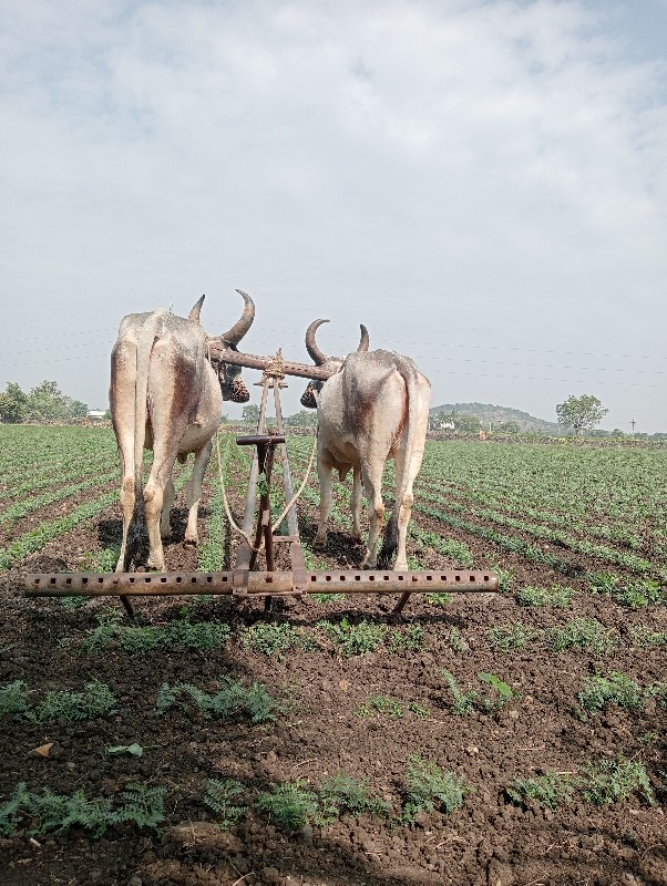 ગોંઢલા વેચવાના...