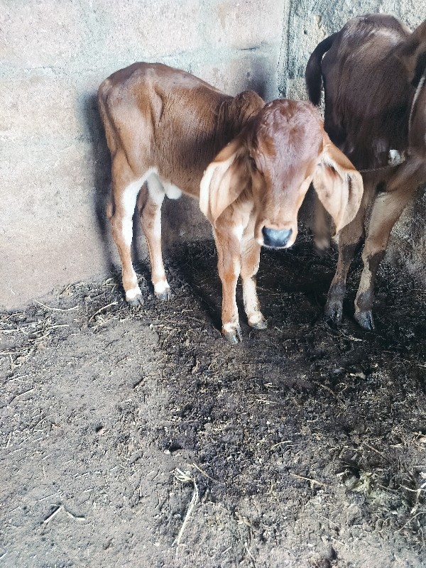 ગાય દેવાનિછે