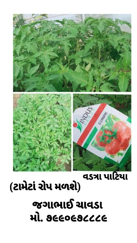 રોપણી માટે મરચી...