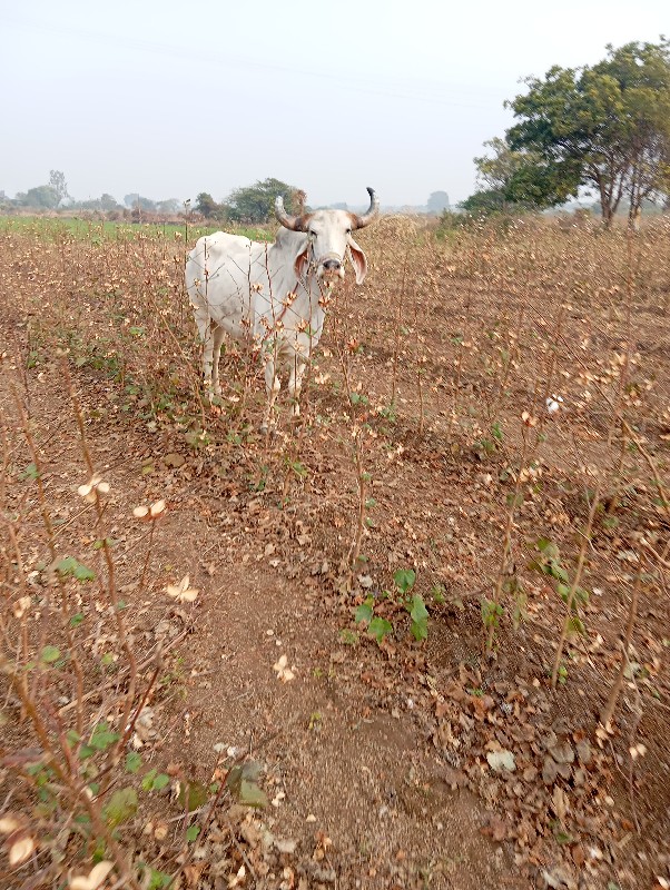 બળદ વેચવાનો છે