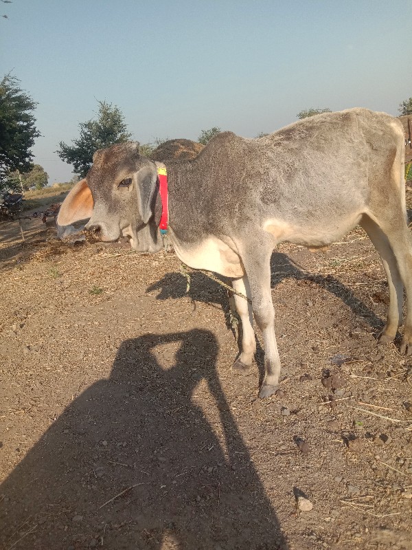 વાછડો વેચવાનો છ...