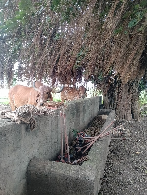 બળદ વેચવાના છે