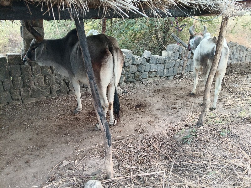 બણદ વેચવા ના છે