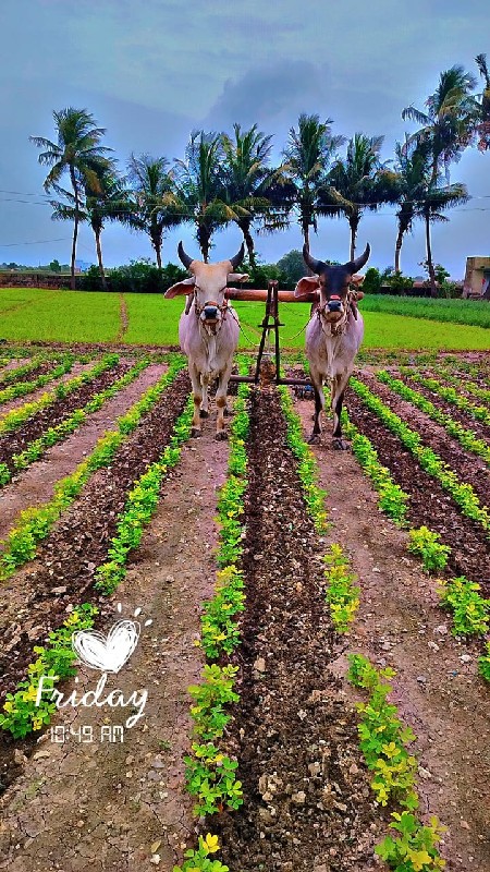 ગોઢલા વેચવા ના...