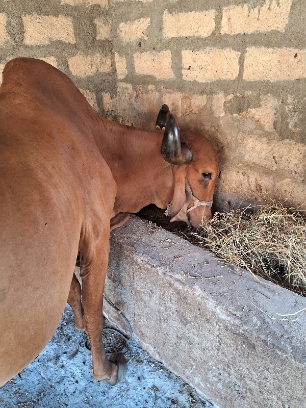 ગીરગાવેશવાનીછે