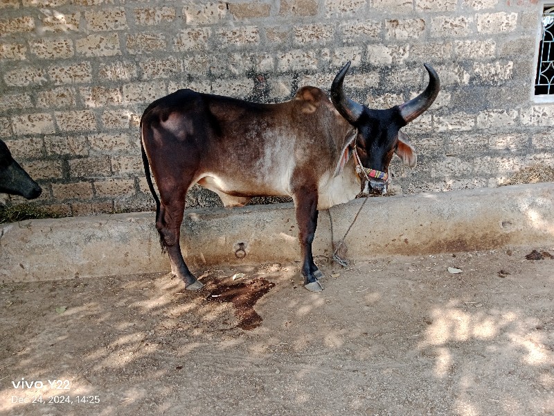 ગોઢલા વેચવાના છ...