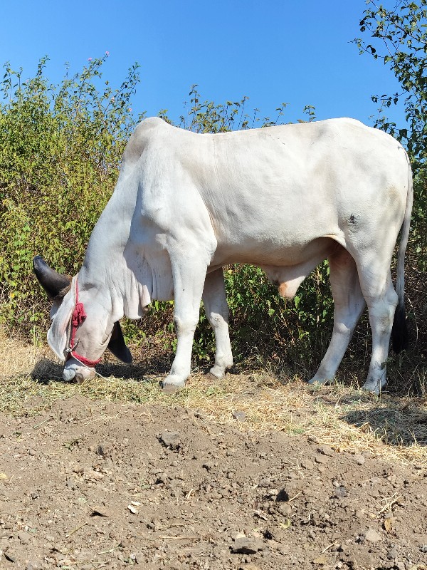 વેચવા નો છે