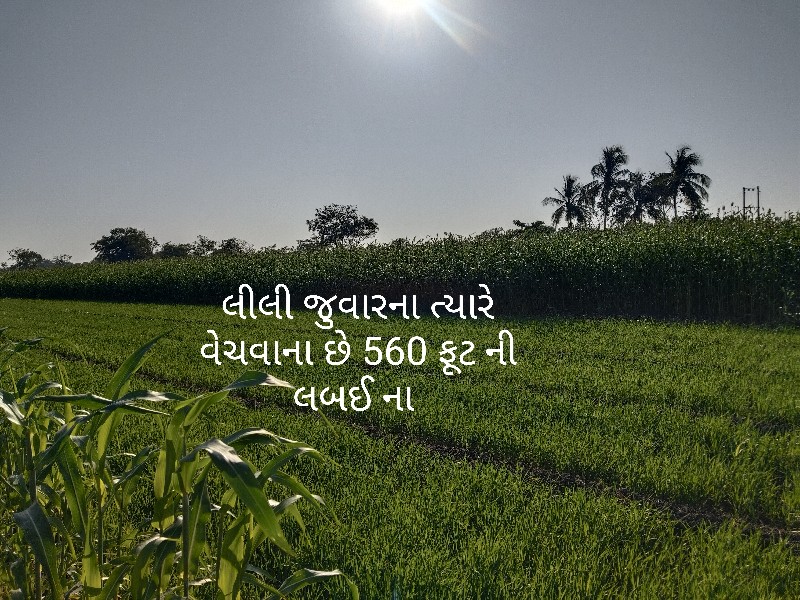 લીલી જવાર તિયરો...