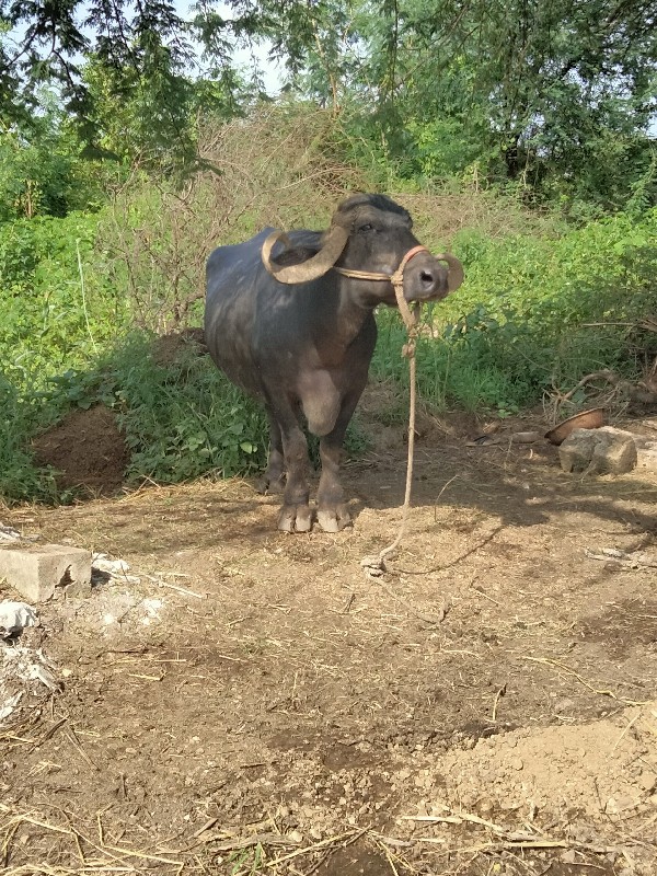 ભેંશ વેચવાની સે