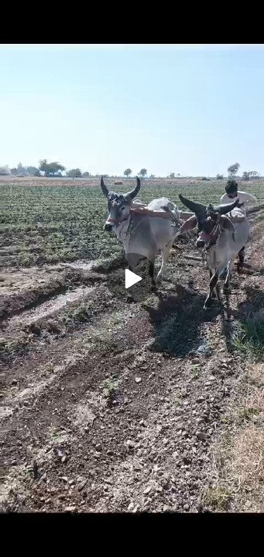 બળદ ગોડલા વેચવા...