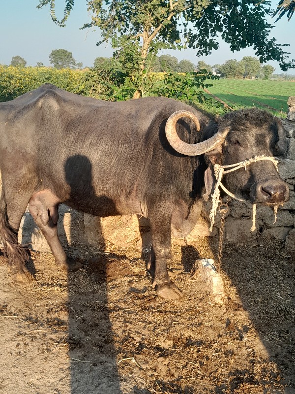 ભેસવેશવાનીછે