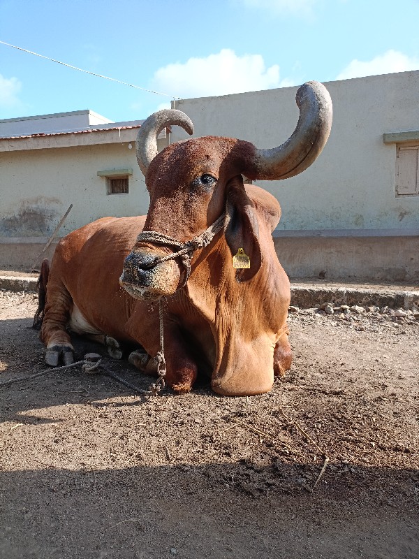 બળદ વેચવાના છે