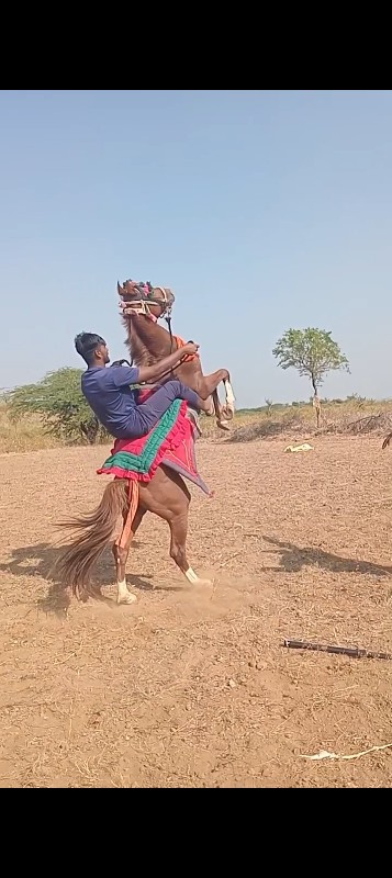 ધોડો વેસવાનો છે