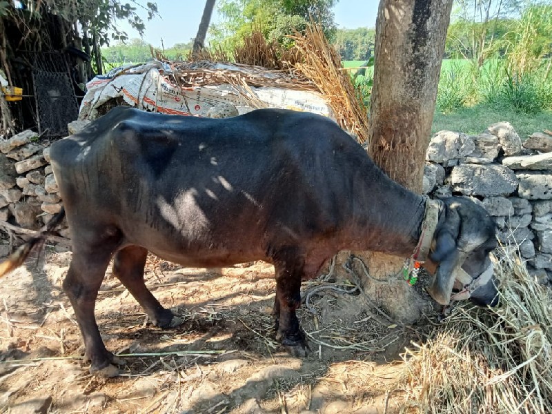 ખડેલું વેશવાનું...