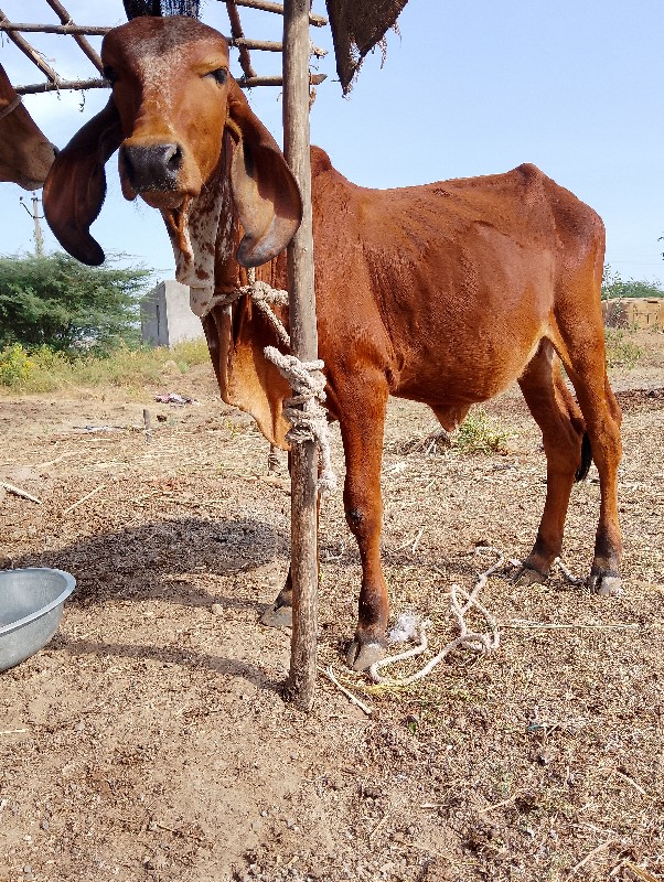 એક વર્ષ દિવસની