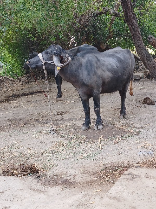 ખડેલી વેસવાની સ...