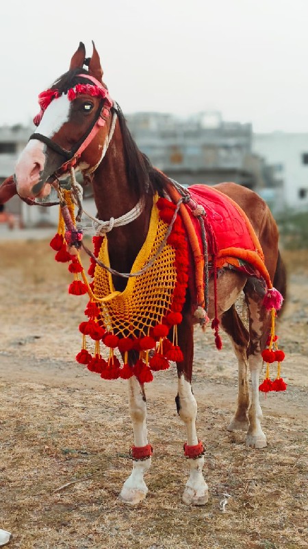 આ ઘોડી તાત્કાલિ...