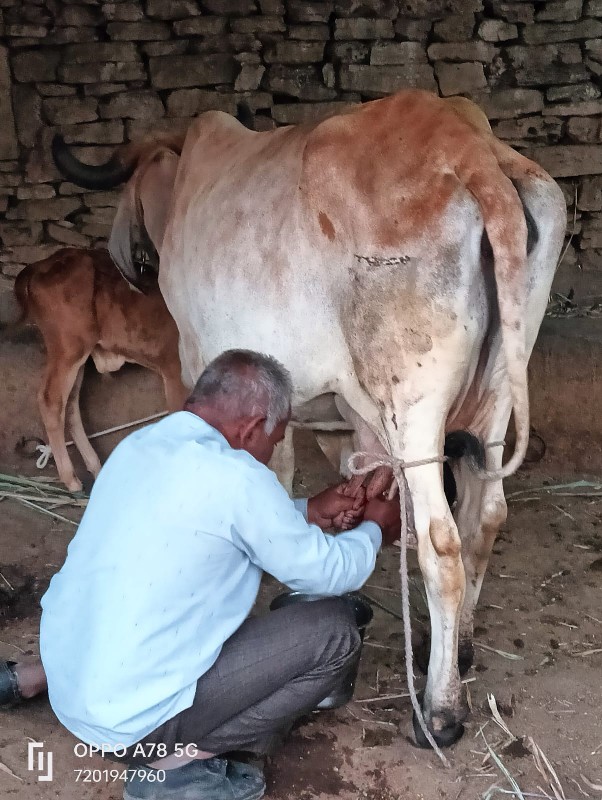 ગીર હોડકી વેચવા...