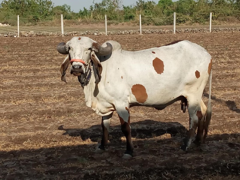 ગાય વેચવાની છે