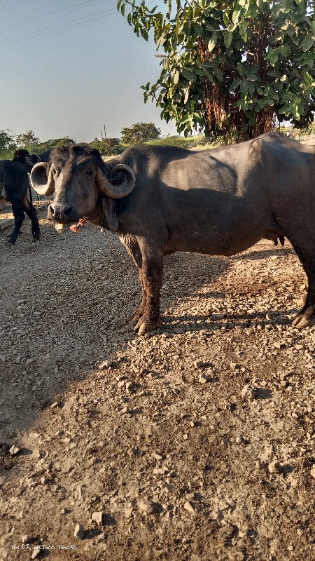 ખળેલી વેચવાની છ...