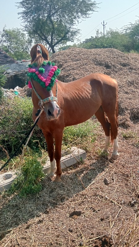 ધોડો વેસવાનો છે