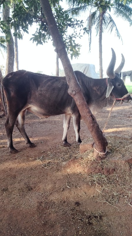 બળદ વેશવા નો છે...