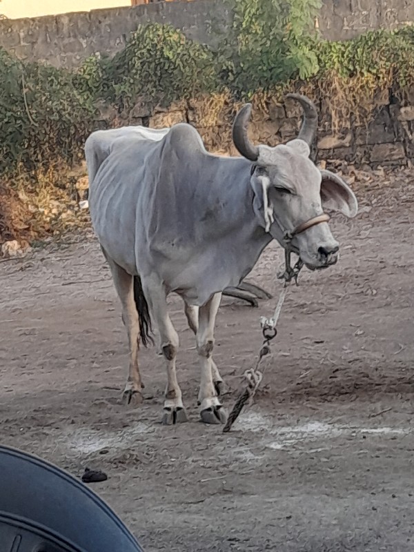 ગાયૂ વેચવાની છે