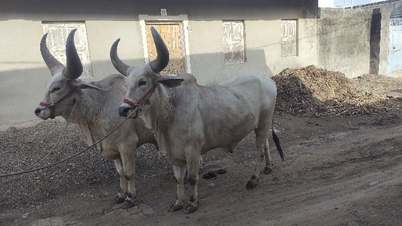 મોરલા વેચવા ના...