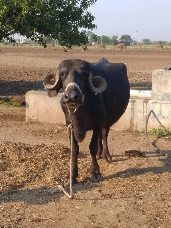 7359984784 આમાં...