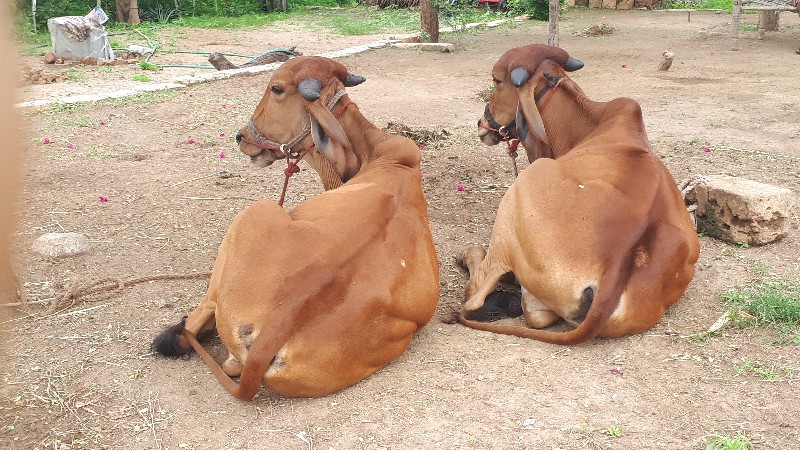 ગોઢલા વેચવાના છ...