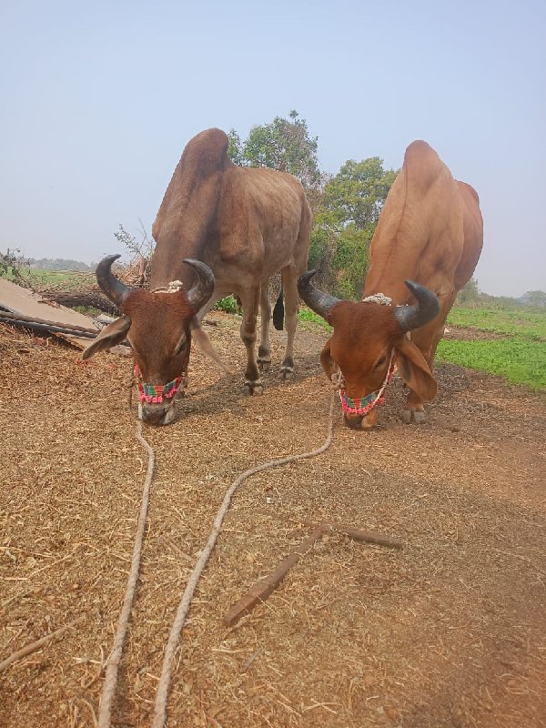 ગોઢલા વેચવાના છ...