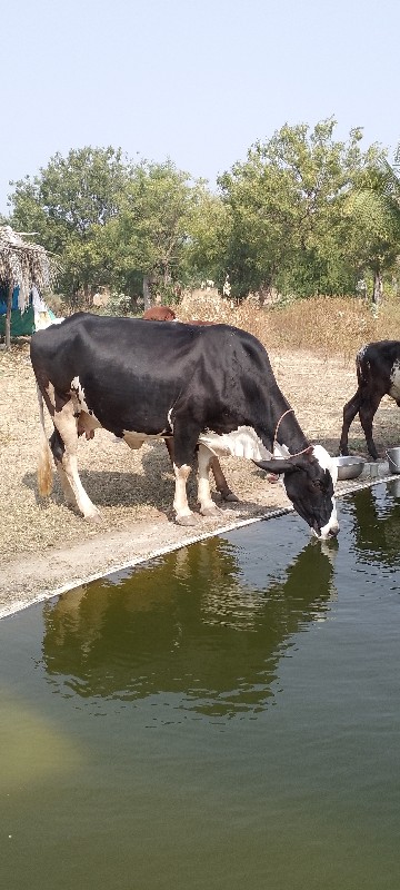 ગાય વેચવાની છે