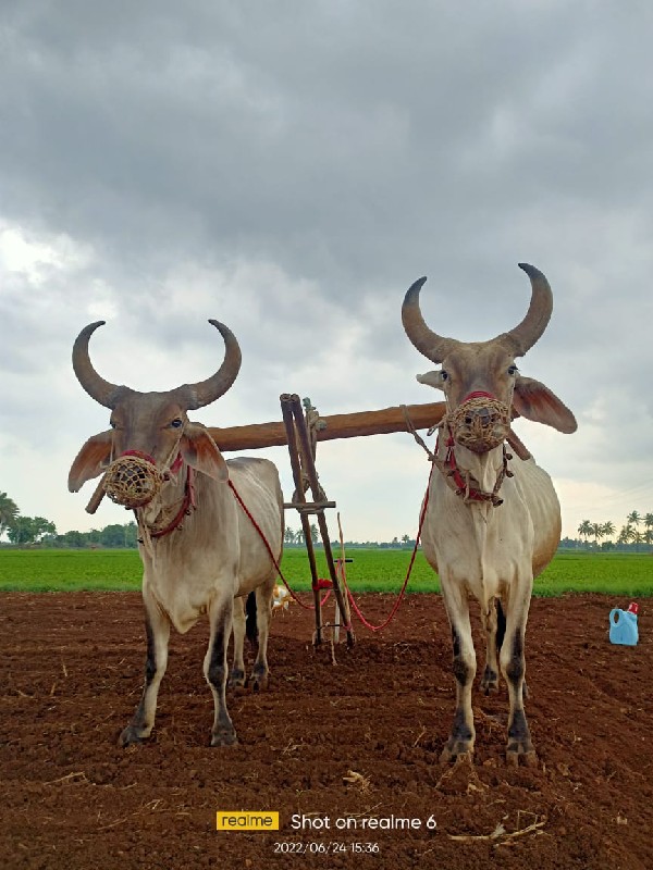 પેલી ધરમા છે