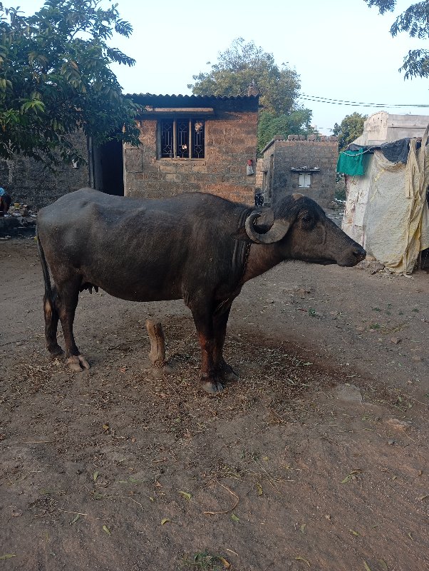 ભેંસ વેચવાની છે